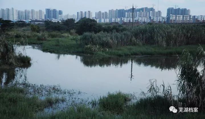 芜湖元亩塘夏日趣事揭秘,最新动态与趣味瞬间
