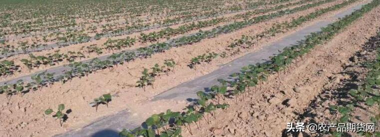 山东籽棉最新收购价格动态与行情分析