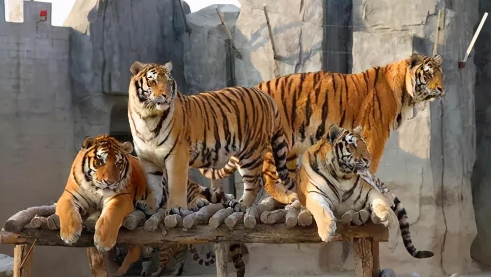 四川最新地震信息更新及小巷中的秘密基地