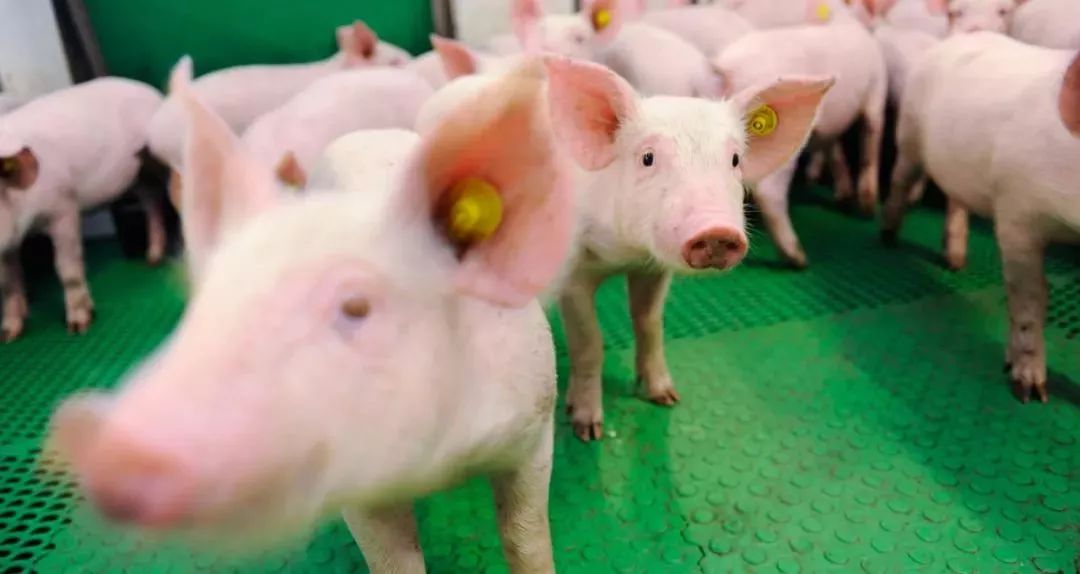 科技育种与生态养殖，探索猪的未来发展趋势