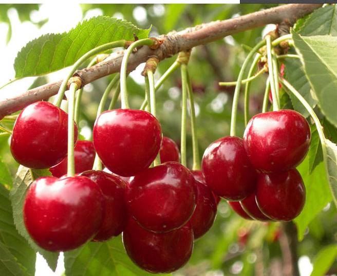 探索樱桃最新时尚魅力与产业前景发展