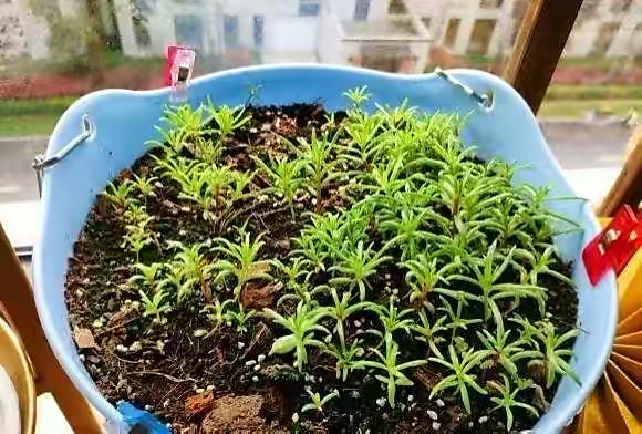 最新种子揭秘,焕新你的小花园!