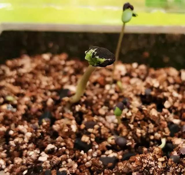 最新种子揭秘,焕新你的小花园!