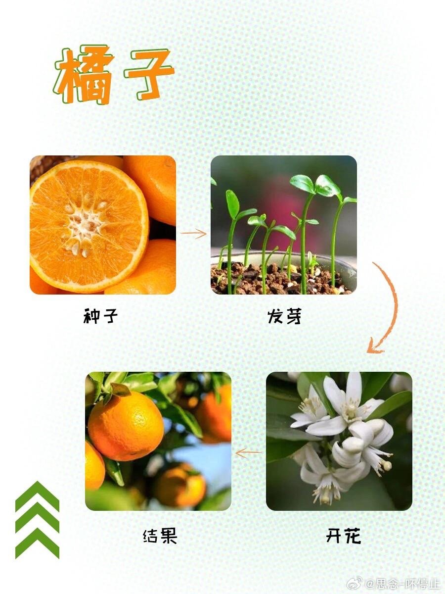 最新种子揭秘,焕新你的小花园!