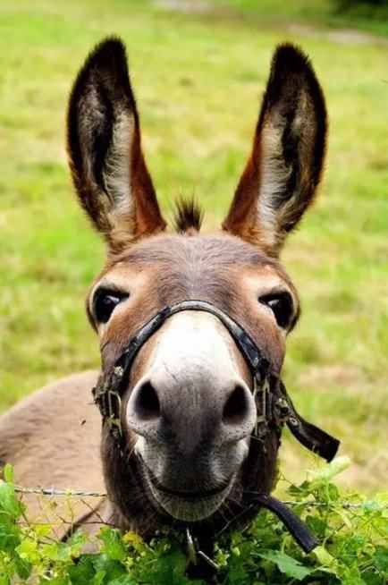 驴最新，时代背景下的印记与事件进展