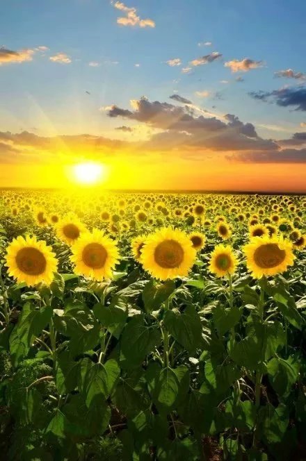 葵最新，学习之光与自信成就的力量