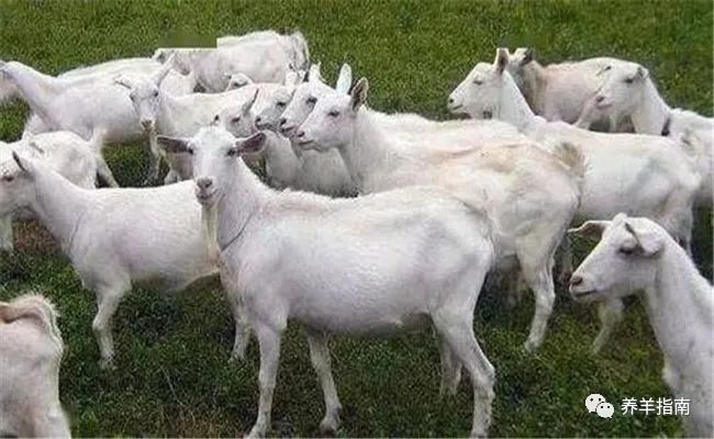 山羊最新价格走势分析，品种差异与市场影响因素探讨