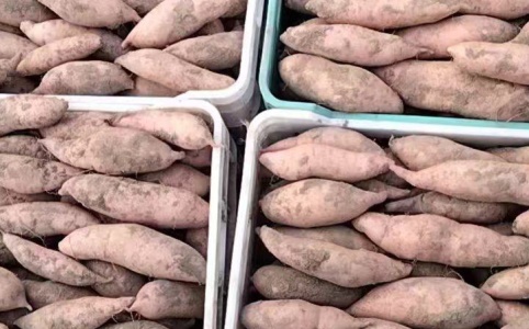 科技赋能下的红薯新纪元,最新红薯价格概览!