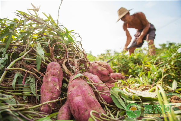 科技赋能下的红薯新纪元,最新红薯价格概览!