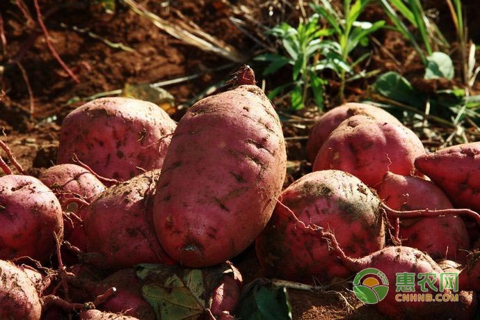 科技赋能下的红薯新纪元,最新红薯价格概览!