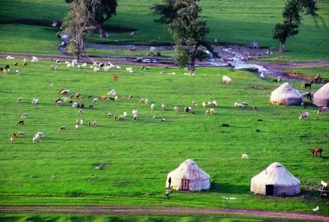 最新牛羊价格揭秘,草原之旅的心灵之旅