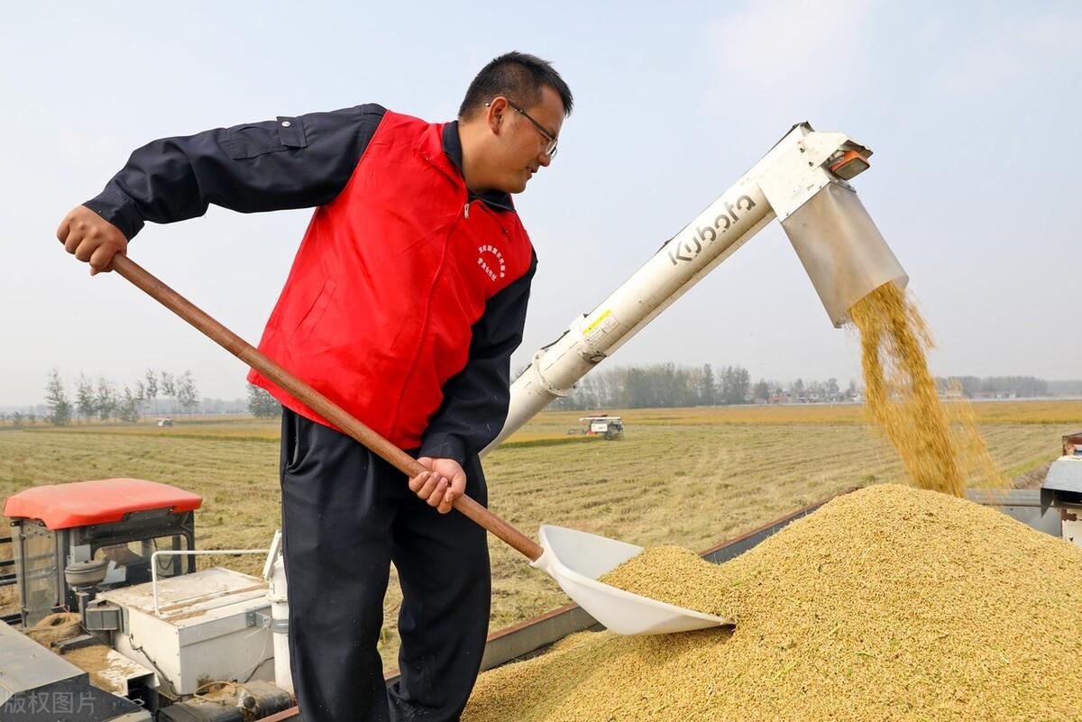 大米最新价格揭秘,一场寻找内心平静的稻米之旅