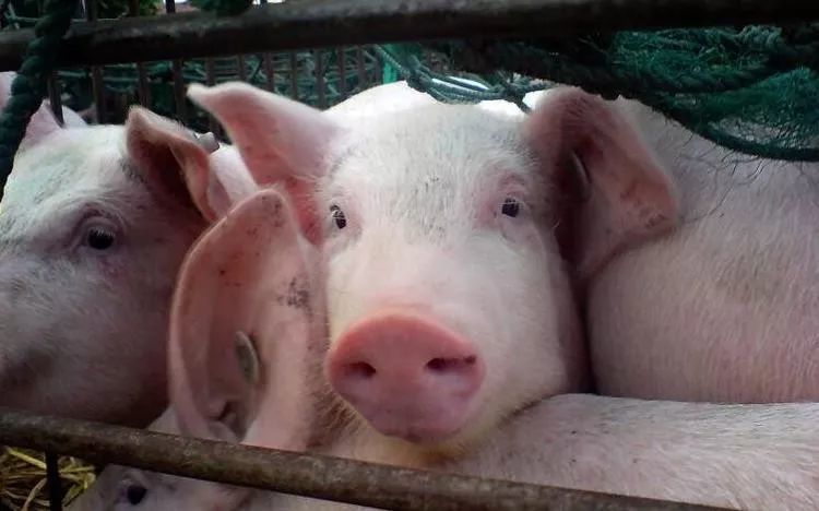 科技智能监测,守护健康,最新猪瘟消息一览