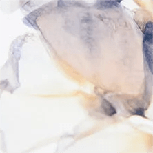 中药最新价格,科技与传统智慧的交汇之作