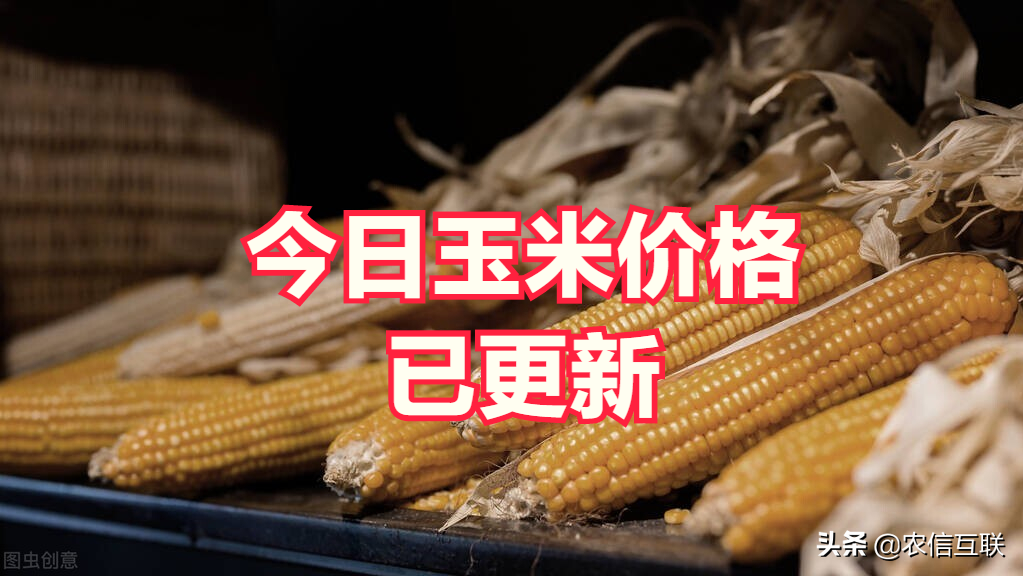 最新玉米价格行情深度观察与分析