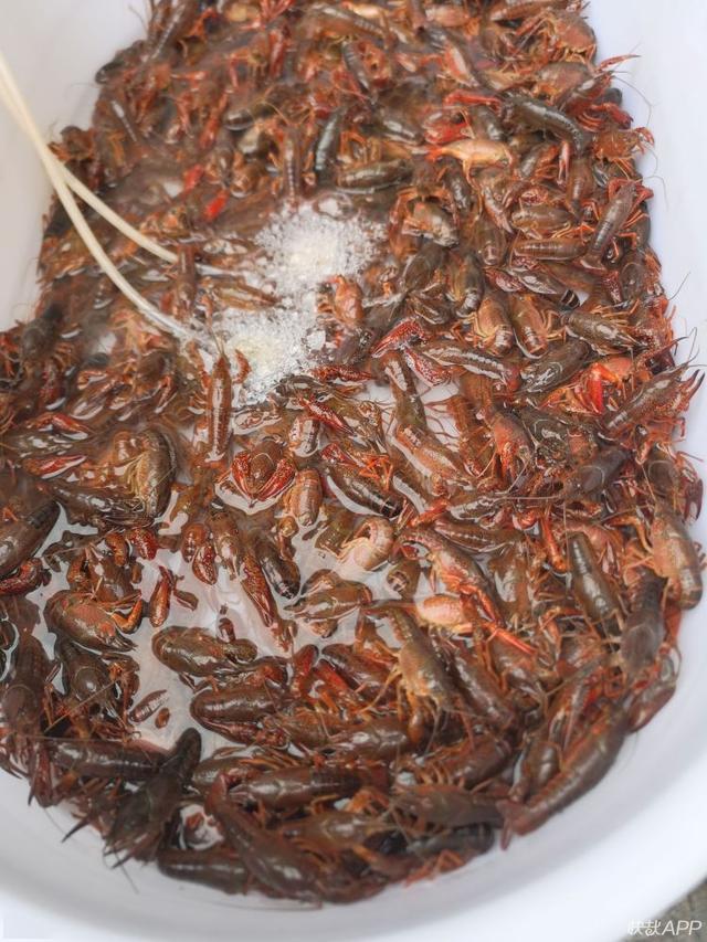 小龙虾最新价格动态，市场走势、影响因素与未来预测分析