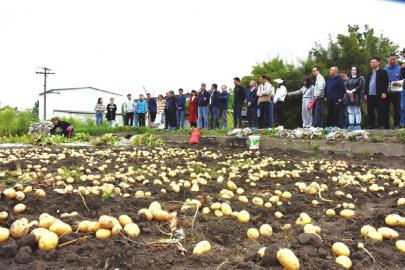 土豆最新行情，破土而出，助力种植梦想实现