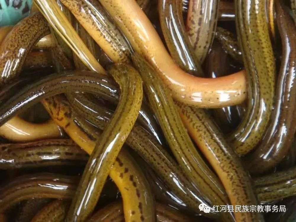 最新黄鳝钩制作指南,从入门到精通的全方位指南