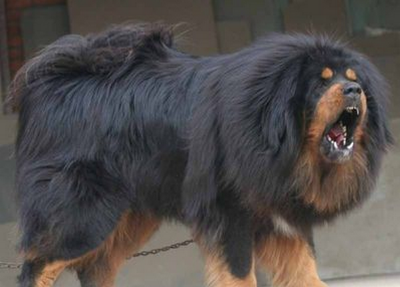 藏獒赤焰的温馨日常与深厚友情,最新藏獒新闻报道