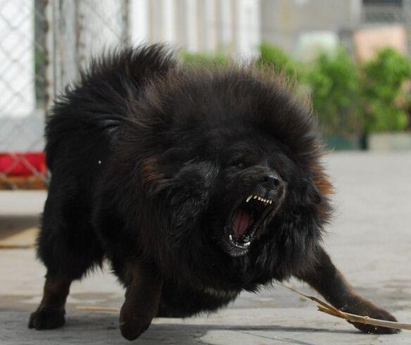 藏獒赤焰的温馨日常与深厚友情,最新藏獒新闻报道