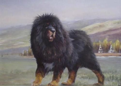 藏獒赤焰的温馨日常与深厚友情,最新藏獒新闻报道