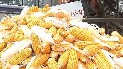 济宁玉米最新价格全面指南,最新行情与深度解析