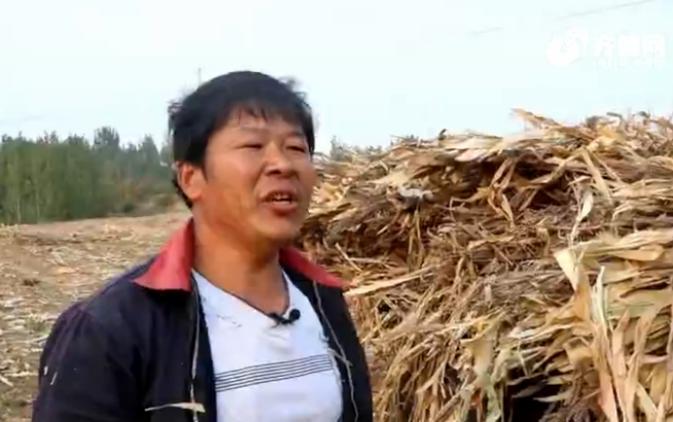 济宁玉米最新价格全面指南,最新行情与深度解析