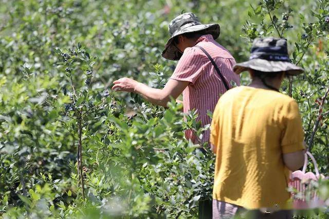 甘肃洋葱最新价格,绿色之旅探寻内心平静