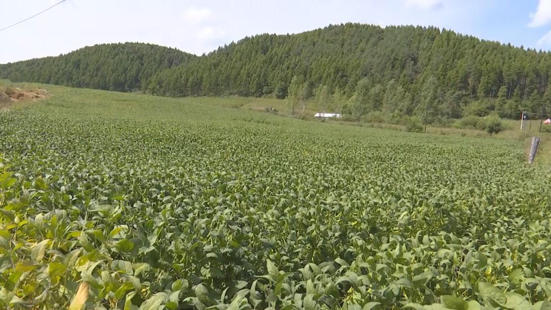 平贝最新价格探讨,市场分析与观点阐述