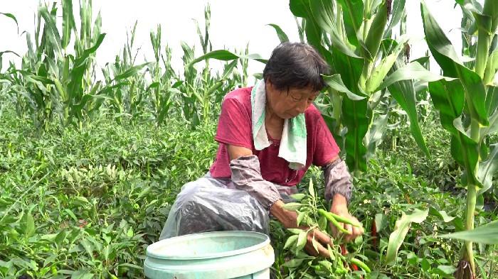 德州小麦,最新价格背后的温情与陪伴故事