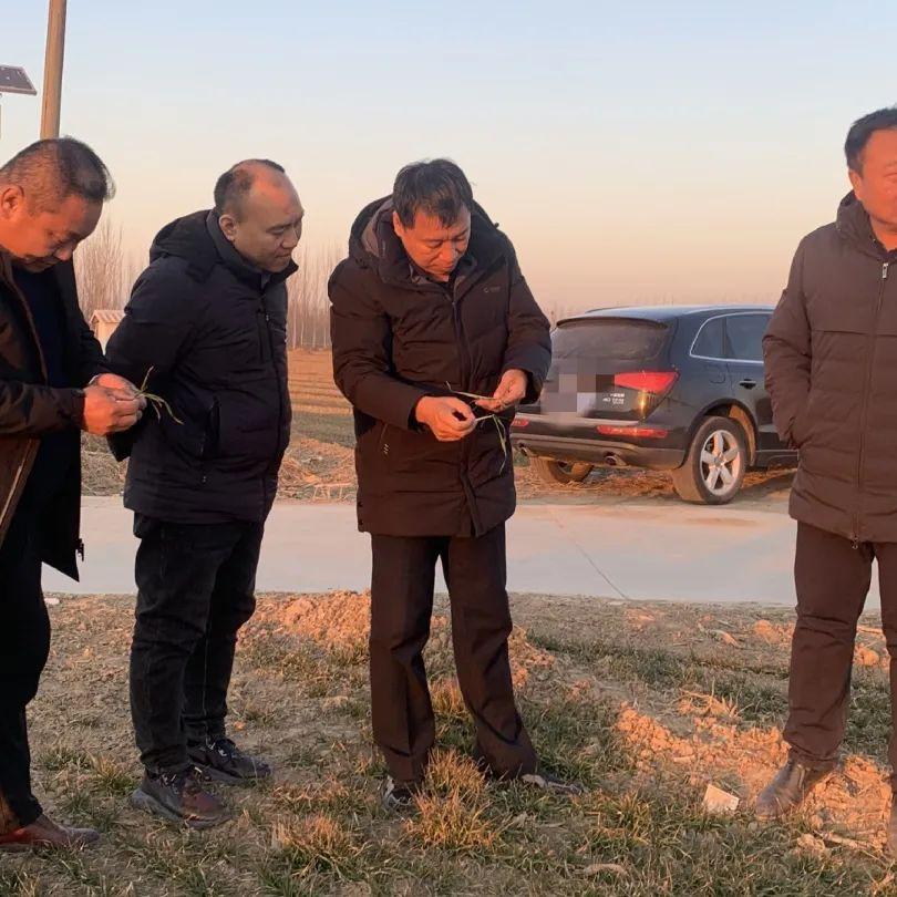 德州小麦,最新价格背后的温情与陪伴故事