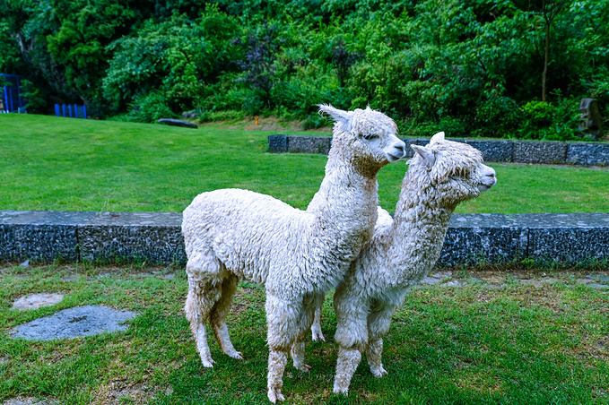 最新细狗出售，探索自然美景之旅，寻找心灵宁静与喜悦的旅程