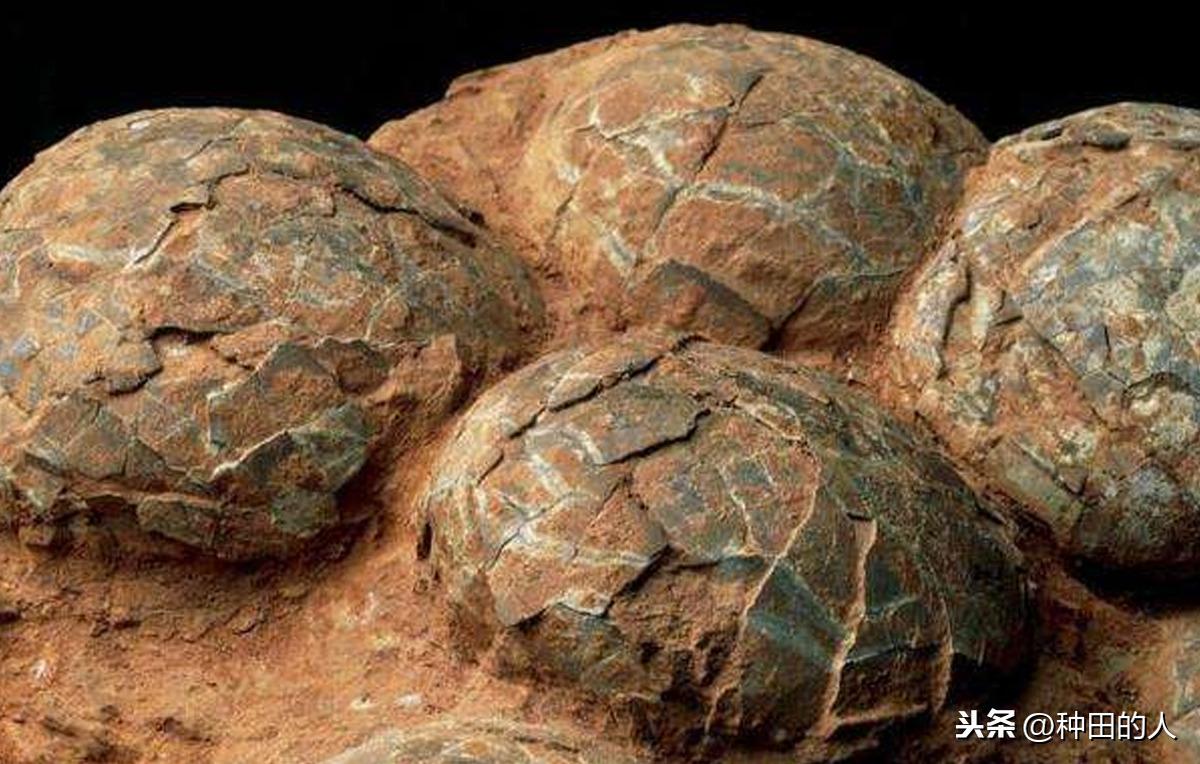 始祖鸟最新发现与研究进展揭秘