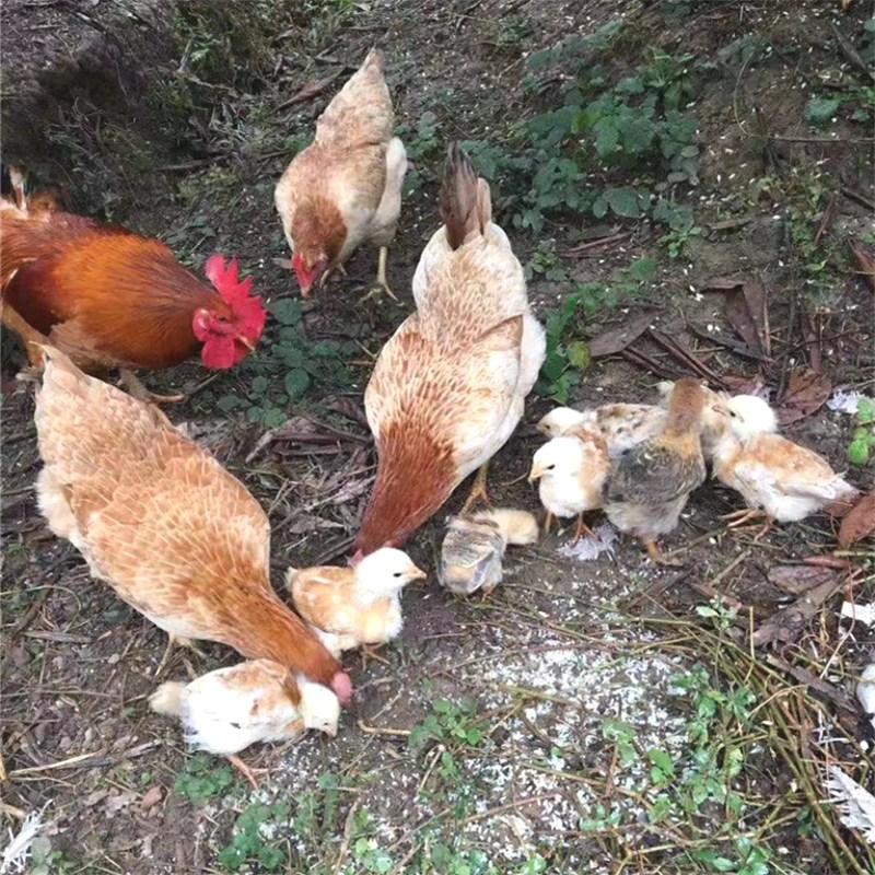 山东鸡蛋最新价格揭秘，友情故事中的温情与价格变动