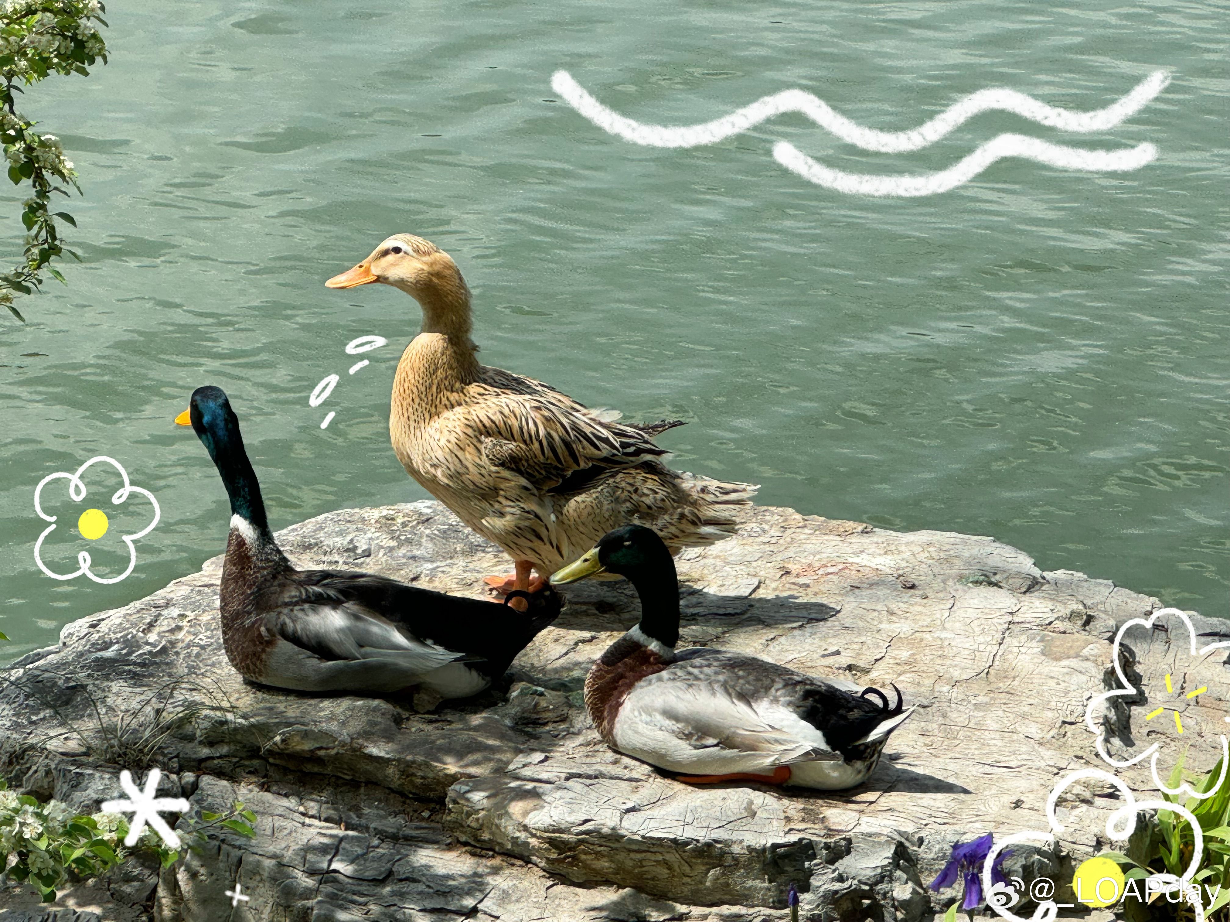 鸭哥哥最新网站,自然美景轻松探索之旅