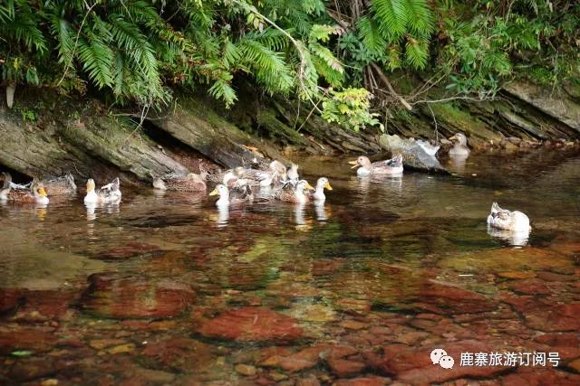 鸭哥哥最新网站,自然美景轻松探索之旅