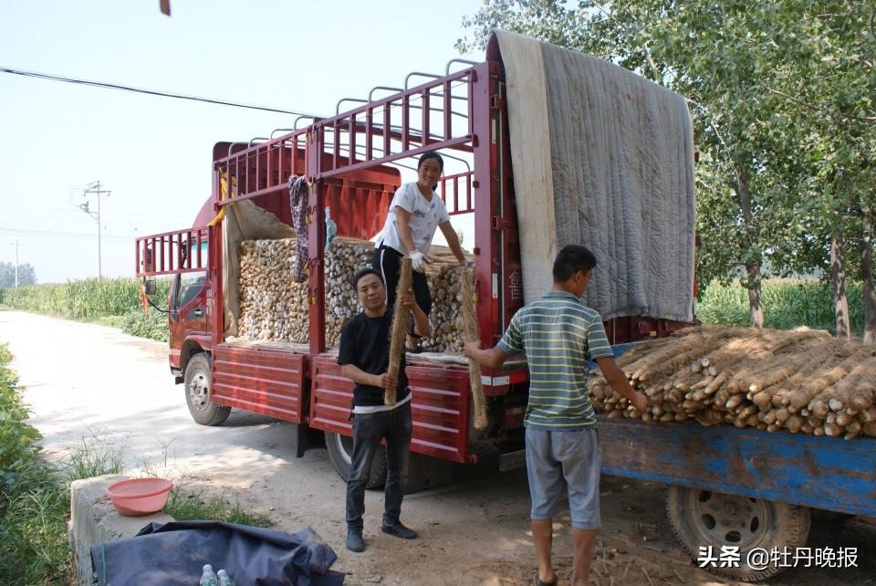 单县山药今日最新价格探讨与分析