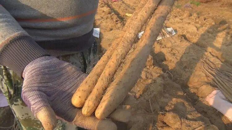 单县山药今日最新价格探讨与分析