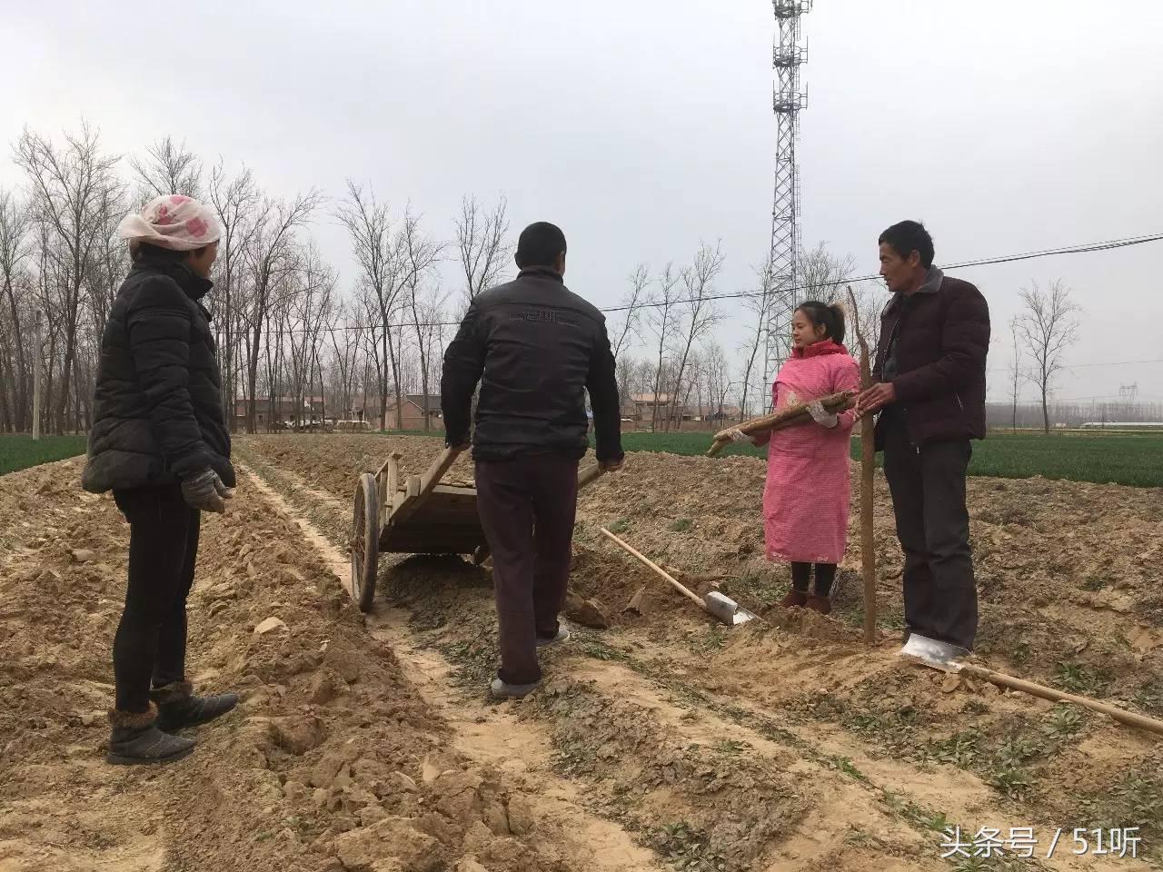 单县山药今日最新价格探讨与分析