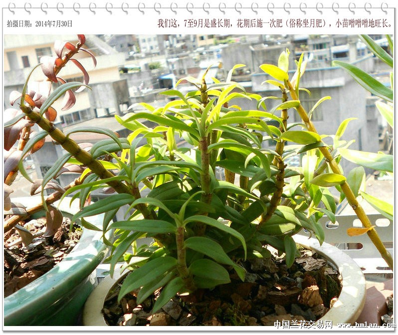 石斛最新价格,时代变迁与市场的波动影响