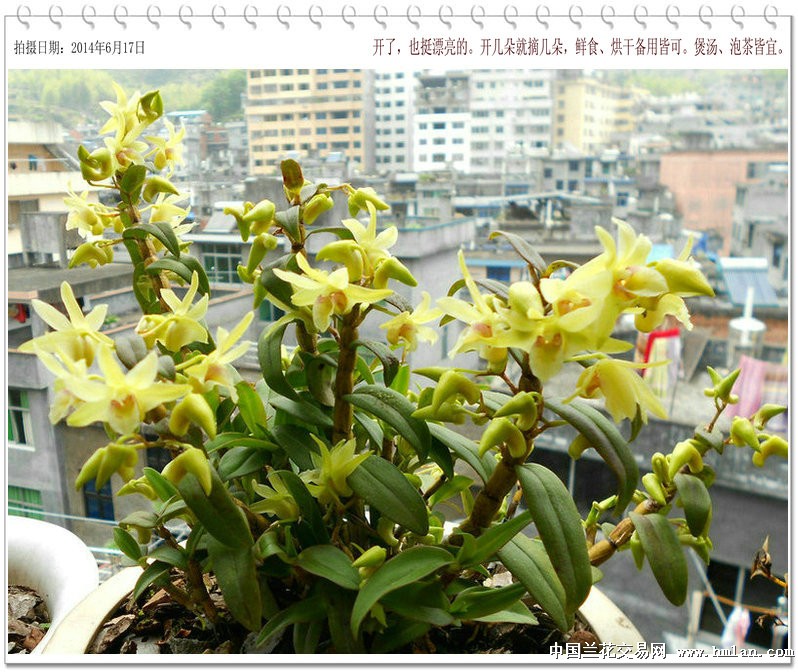 石斛最新价格,时代变迁与市场的波动影响