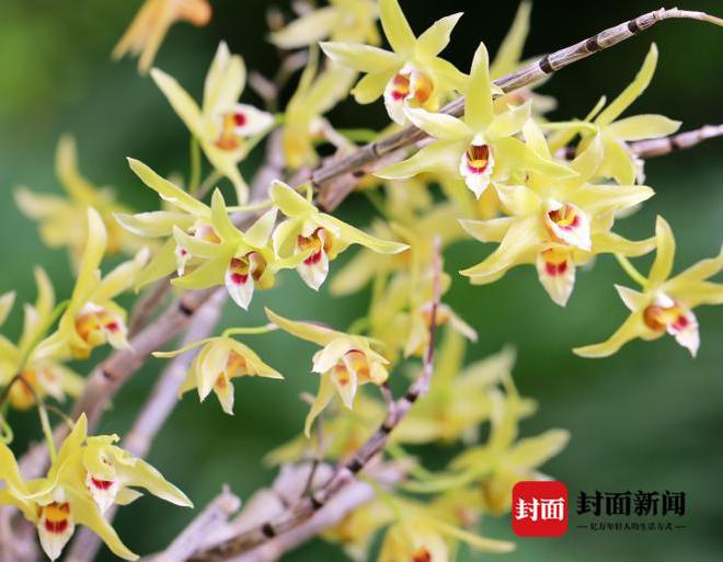 石斛最新价格,时代变迁与市场的波动影响