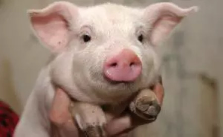 最新小猪价格全面指南，最新行情分析与预测