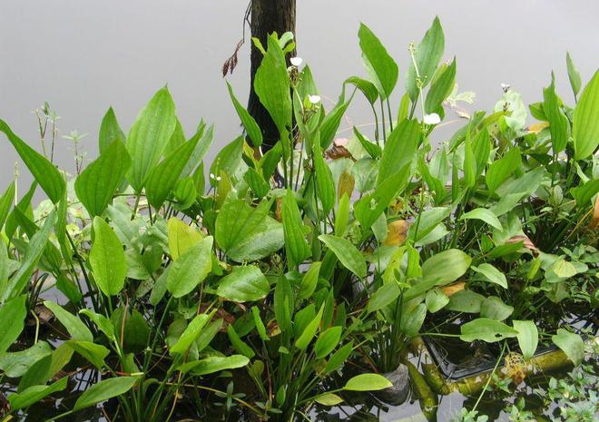 泽泻最新行情,泽泻最新行情,变化中的机遇,自信与成就的种子正在萌发