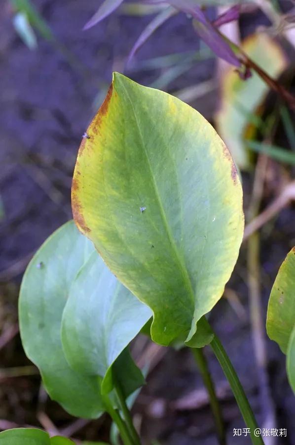 泽泻最新行情,泽泻最新行情,变化中的机遇,自信与成就的种子正在萌发