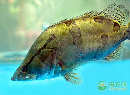 桂鱼最新价格，跃升的价值与人生启示