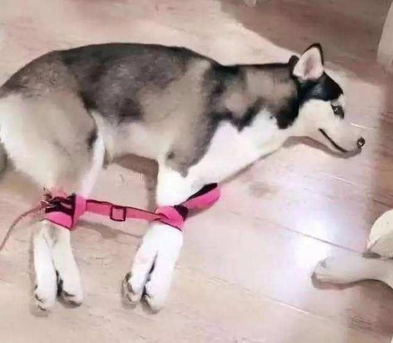 最新狗狗名字大集合，创意无限，精选名字等你来选！