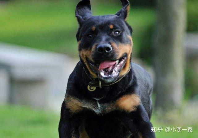 最新马犬,时尚潮流与忠诚伙伴的完美结合