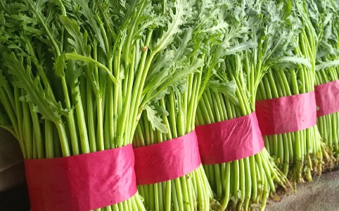 茼蒿价格行情更新，最新市场动态及价格走势分析