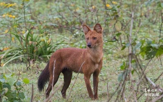 贡山最新新闻报道